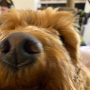 Meet your Posher, Isabelle